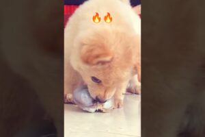 cute puppies get angry for meat bones🦴🔥 #shorts #dog #angrydog #angrypuppy #dogfeeding #doglover