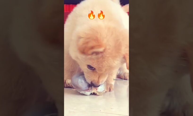 cute puppies get angry for meat bones🦴🔥 #shorts #dog #angrydog #angrypuppy #dogfeeding #doglover