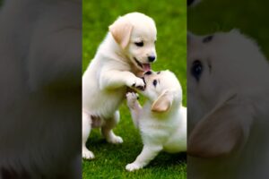 cute puppies playing and fighting #puppy #puppies #dog #dogs #cutedog #cuteanimals #youtubeshorts