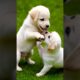 cute puppies playing and fighting #puppy #puppies #dog #dogs #cutedog #cuteanimals #youtubeshorts