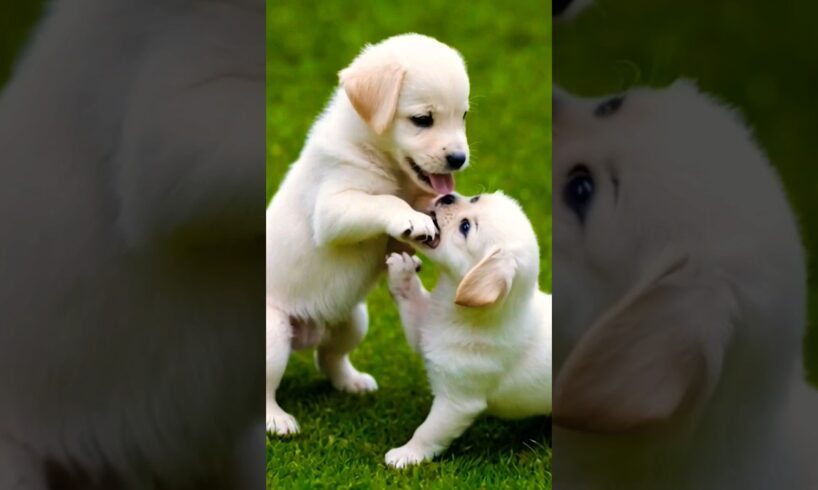 cute puppies playing and fighting #puppy #puppies #dog #dogs #cutedog #cuteanimals #youtubeshorts