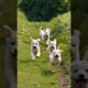 cute puppies running adorable video #dog #dogs #puppies #puppy #dogvideos #cutedog #doglover