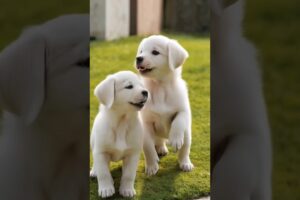 cute puppies running and playing #dog #puppy #dogs #puppies #dogvideos #dogshorts #doglover