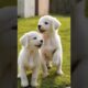 cute puppies running and playing #dog #puppy #dogs #puppies #dogvideos #dogshorts #doglover