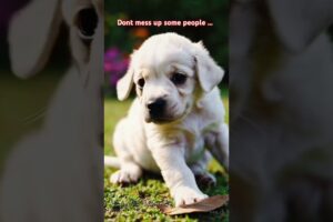 cute puppies to grown dogs. don't mess up with small people.  #puppy #motivation  #babyanimals