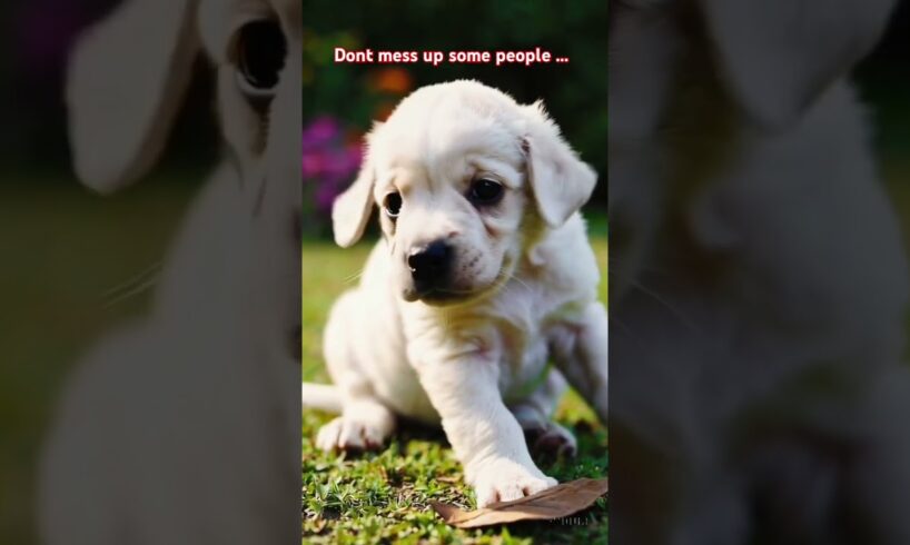 cute puppies to grown dogs. don't mess up with small people.  #puppy #motivation  #babyanimals