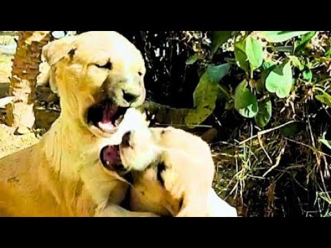 cutest puppies fight ever! you won't stop smiling! adorable puppies playing around