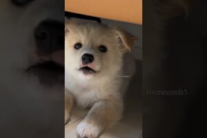 cutie puppy barking 🔥🐕#shorts #shortvideo #dogsound #puppy #dog #puppycuteness