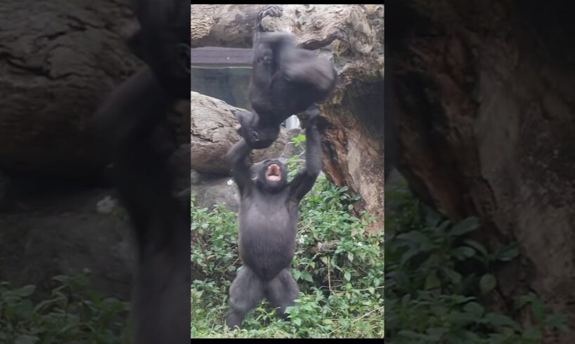 gorilla fun playing 🤣 #gorillatag #金剛猩猩 #台北市立動物園 #shorts #ringo #jabali #taipeizoo