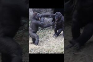 gorilla playing 🤣 #gorillatag #金剛猩猩 #台北市立動物園 #shorts