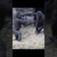 gorilla playing 🤣 #gorillatag #金剛猩猩 #台北市立動物園 #shorts