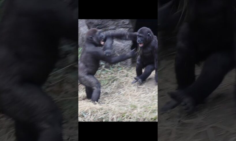 gorilla playing 🤣 #gorillatag #金剛猩猩 #台北市立動物園 #shorts