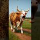 honey bees attack on cow rescuers saved cow #shorts #shortsfeed #animals #cow #humanity #yt #sh