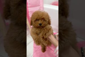 it’s bath time! #shorts #puppy #pink #asmr #asmrvideo #poodle #viralvideo