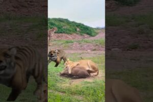 lion catch the warthog in one jump, closeup view of wild animal hunt #lionhunting