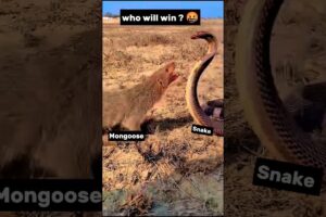 mongoose vs snake cobra real fight | नेवला vs नाग | #cobravsmongoose #cobra #mongoosevssnake