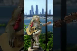 monkey playing guitar and singing || Funny Movement!  #shorts #animals #monkey #minkeysinging