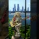 monkey playing guitar and singing || Funny Movement!  #shorts #animals #monkey #minkeysinging