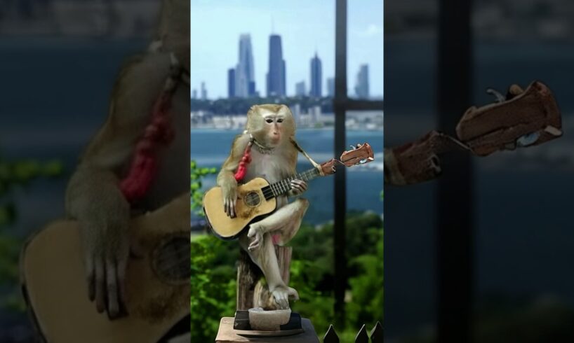 monkey playing guitar and singing || Funny Movement!  #shorts #animals #monkey #minkeysinging