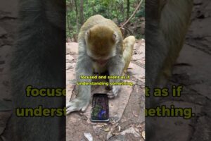 monkey playing on cellphone!!!