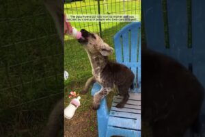 poor baby hyena meets kind people #hyena #shorts #animals #rescue #rescueanimals #pets #cute