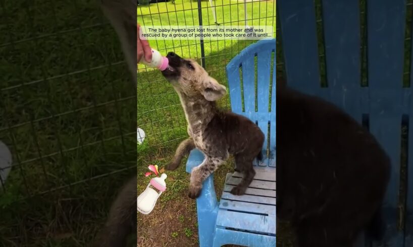 poor baby hyena meets kind people #hyena #shorts #animals #rescue #rescueanimals #pets #cute