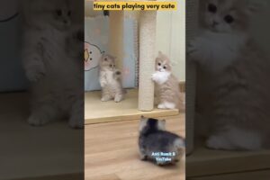 tiny cats playing very cute #cat #cats #animals #viralvideo #shorts #cute #cutecat #catvideos