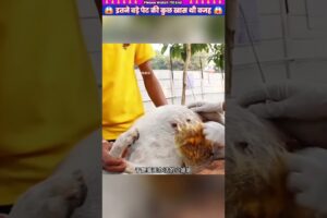 इतने बड़े पेट की कुछ खास थी वजह 😱 #animal #animalrescue #animallover #rescue #dog