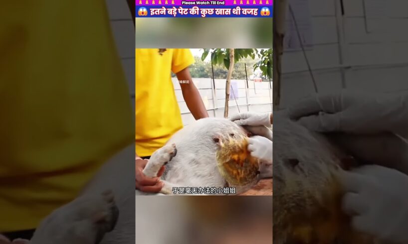 इतने बड़े पेट की कुछ खास थी वजह 😱 #animal #animalrescue #animallover #rescue #dog