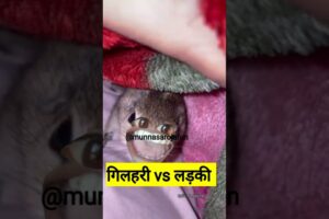 गिलहरी vs लड़की #thetharpuns #funny #comedy #shilpisaroja