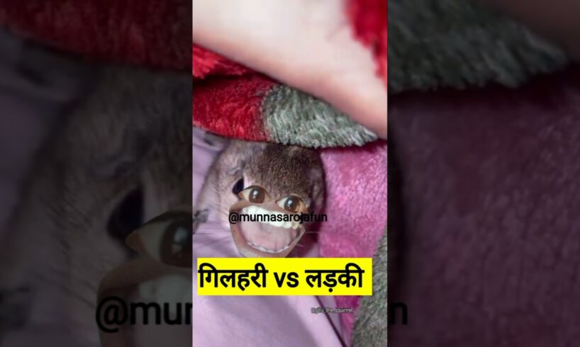 गिलहरी vs लड़की #thetharpuns #funny #comedy #shilpisaroja