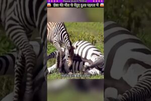 ज़ेब्रा की मौत से तेंदुआ हुआ दहशत में 😱 #animal #animalrescue #animallover #rescue #zebra