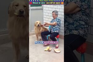 डिप्रेशन से उबारा, अब दादी का सहारा #animal #animalrescue #animallover #rescue #dog