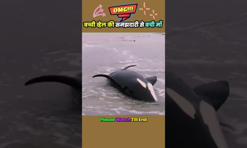 बच्ची व्हेल की समझदारी से बची माँ 🙏 #animal #animalrescue #animallover #rescue #whale