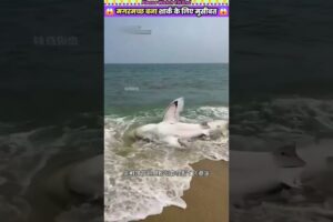 मगरमच्छ बना शार्क के लिए मुसीबत 😱 #animal #animalrescue #animallover #rescue #shark