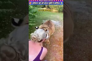 महिला को माँ मान चुकी है बाघिन 👩‍🍼 #animal #animalrescue #animallover #rescue #tiger