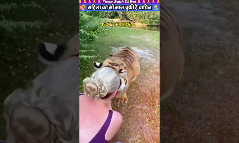 महिला को माँ मान चुकी है बाघिन 👩‍🍼 #animal #animalrescue #animallover #rescue #tiger