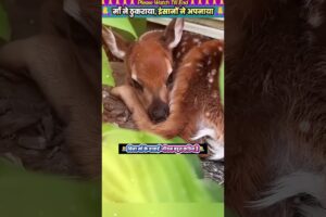 माँ ने ठुकराया, इंसानों ने अपनाया 🙏 #animal #animalrescue #animallover #rescue #deer