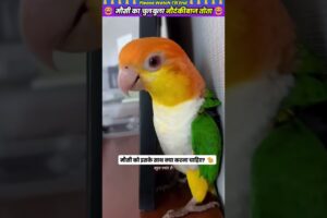 मौसी का चुलबुला नौटंकीबाज तोता 😂 #animal #animalrescue #animallover #rescue #parrot