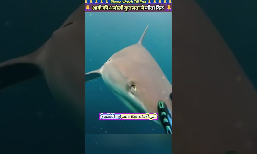 शार्क की अनोखी कृतज्ञता ने जीता दिल ❤️ #animal #animalrescue #animallover #rescue #shark