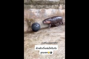 ด้วงด้วงลูกกกกกกก😂🦛💕 #ad #hippo #animals #funny #shorts