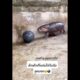 ด้วงด้วงลูกกกกกกก😂🦛💕 #ad #hippo #animals #funny #shorts