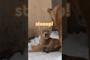 ママが遊んであげる❤️🎈旭山動物園ライオン💥"Fu, Mommy will play with you." 😂🐱💕#shorts   #lion #baby