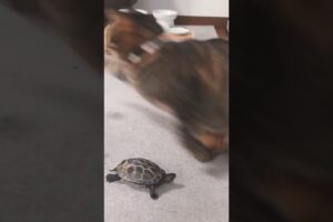 仲良く遊ぶ猫と亀【Cat and turtle playing together】