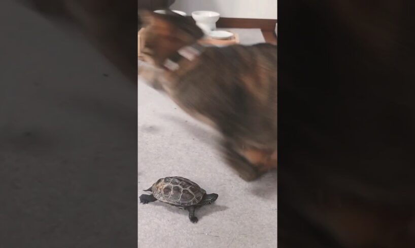 仲良く遊ぶ猫と亀【Cat and turtle playing together】