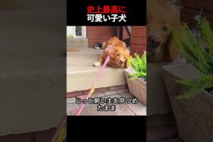 史上最高に可愛い子犬