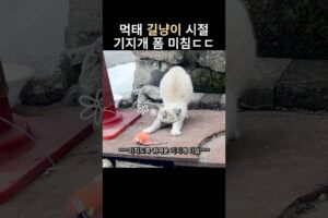 집사들 홀린 길냥이의 기지개 타임