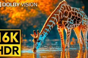 16K VIDEO ULTRA HD Dolby Vision HDR 120fps - Cutest Animals of The World #Wildlife #BGM