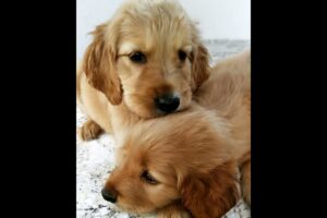 Cute Puppies #puppy #puppydog