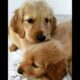 Cute Puppies #puppy #puppydog